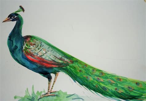 Peacock Drawing At Getdrawings Free Download