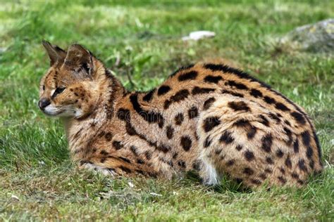 Serval Que Descansa Na Grama Do Savana Imagem De Stock Imagem De