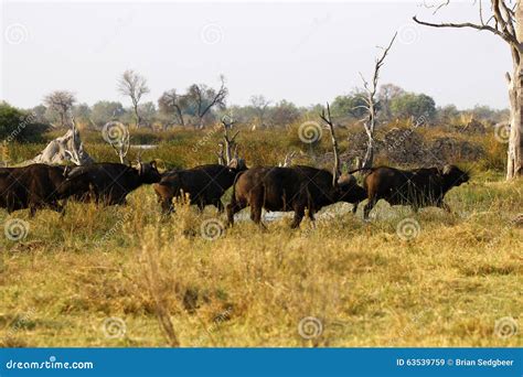 African Cape Buffalo stock image. Image of national, hunters - 63539759