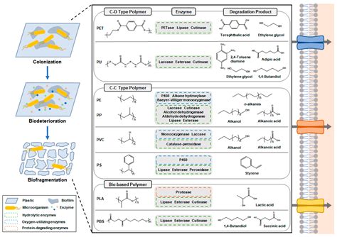 Microbial And Enzymatic Degradation Of Plastics Encyclopedia MDPI