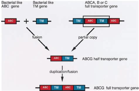 Two Possible Routes By Which The ABCG Genes May Have Arisen It Has