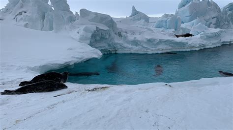 How do Weddell seals use light to plan their most extreme dives ...