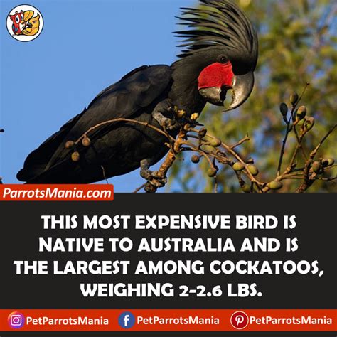 Top 10 Most Expensive Parrots In The World