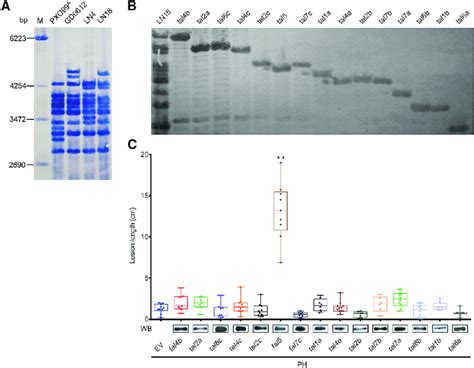 Isolation Of A Tal Gene Conferring Virulence In Xoo Strain Ln18