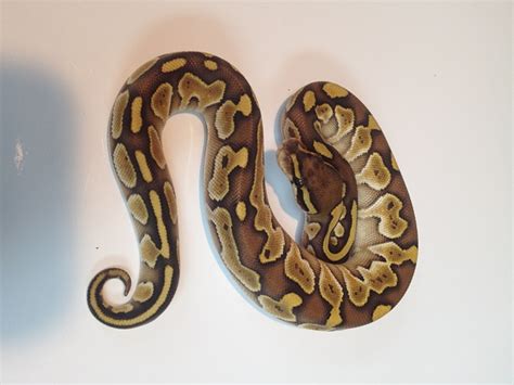 lesser platinum ball python  sale snakes  sunset
