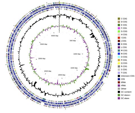 Graphical Circular Map Of The Genome From Outside To The Center Color