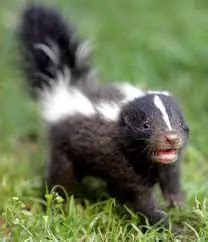 Fun Skunk Facts for Kids