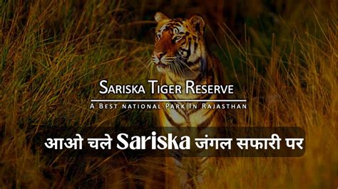 Sariska Tiger Reserve Safari Sariska National Park Alwar Rajasthan