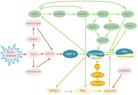 Signaling Pathways In Metaphase Arrested And Fertilized Xenopus Eggs