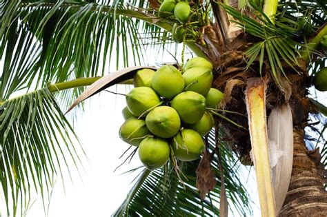 Rbol De Coco Con Racimos De Frutos De Coco Foto Premium