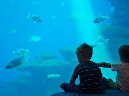 Semanas da sustentabilidade Sea Life Porto quer sensibilizar miúdos e