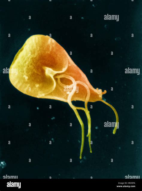 Giardiasis Protozoen Giardia Lamblia Fotos Und Bildmaterial In Hoher