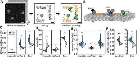 Frontiers Diffusion State Transitions In Single Particle Trajectories