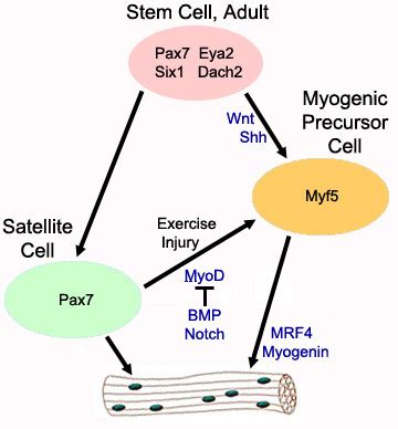 Myogenesis