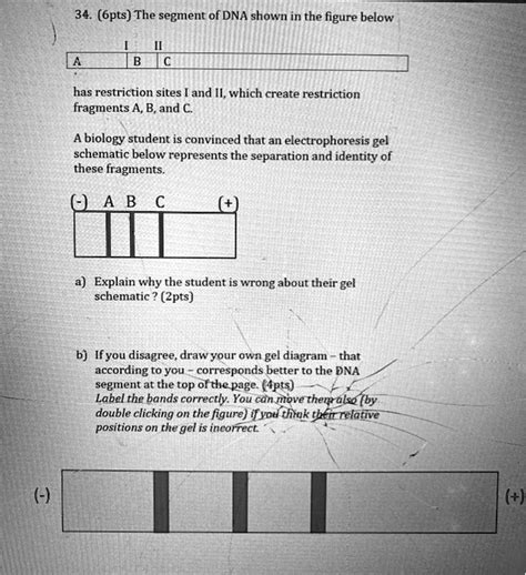 Solved Pts The Segment Of Dna Shown In The Figure Below Has