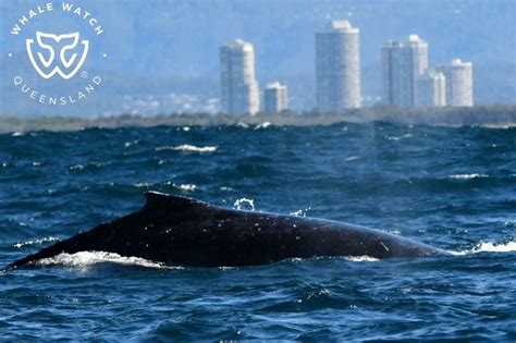 Queensland Humpback Migration | Whale Watch Queensland