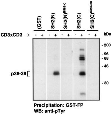 The Plc Gst Sh Domain Mutants Fail To Bind Tyrosinephosphorylated