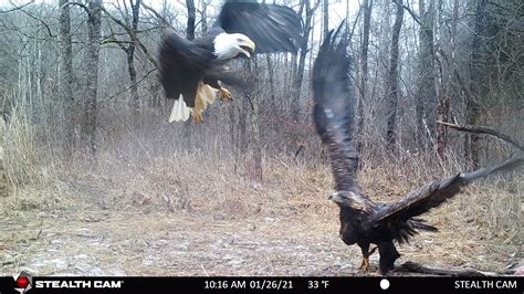 Golden Eagle Spring Migration and Winter Wrap Up | Bernheim Forest and ...