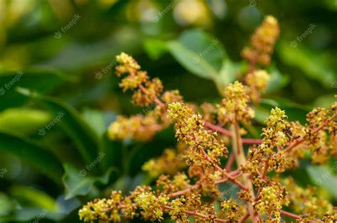 Flores De Mango Manera Indica Con Hojas Verdes En Foco Superficial