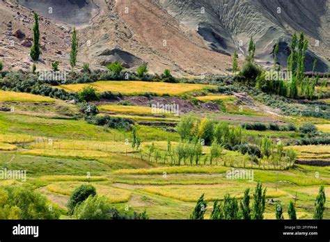 Top View Of Ladakh Landscape Green Valley Field With Barren Mountains