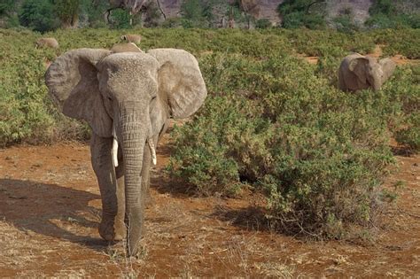 Elephant Africa Savannah Wild - Free photo on Pixabay - Pixabay