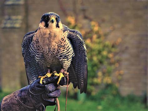 Download Bird Animal Peregrine Falcon Hd Wallpaper