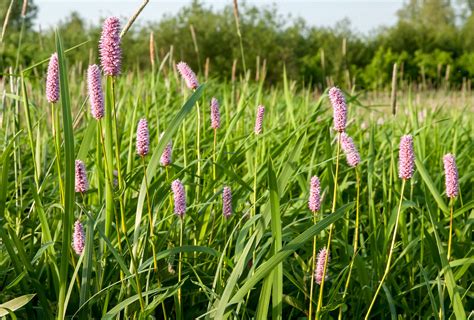 Polygonum bistorta | Polygonum bistorta L. European bistort … | Flickr