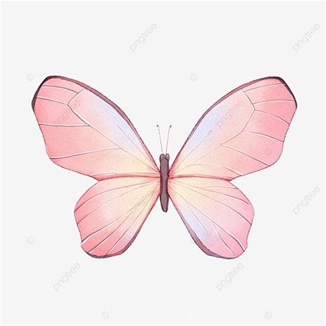 Acuarela Flor Rosa Mariposa Elegante Png Dibujos Acuarela Mariposa