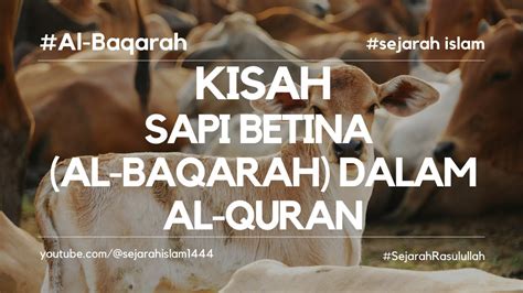 Kisah Sapi Betina Di Surah Al Baqarah Sejarahislam Youtube