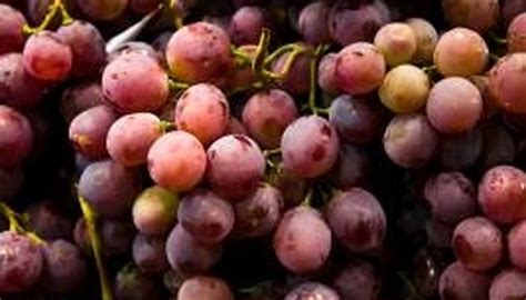 How To Grow Texas Grapes Garden Guides