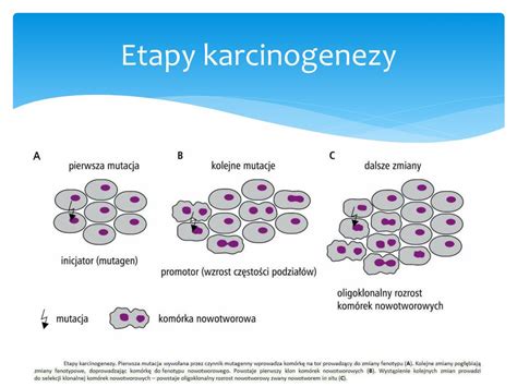 Ppt Biologia Molekularna Nowotwor W Powerpoint Presentation Free