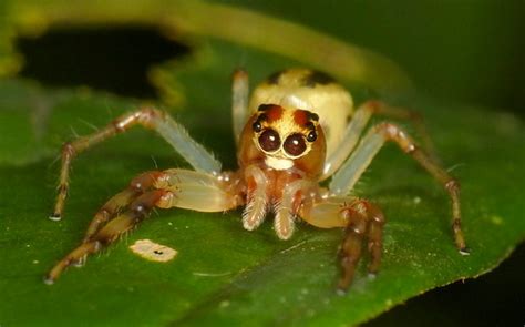 Jumping Spider Salticidae Andreas Kay Flickr