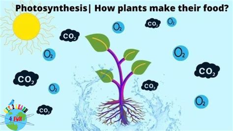 Photosynthesis Xylem And Phloem How Do Plants Make Their Food