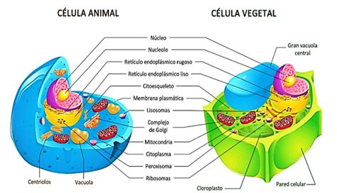 Arriba Imagen Celula Vegetal Mapa Mental Abzlocal Mx