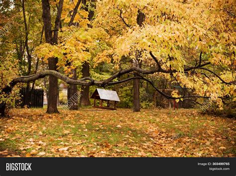 Autumnal Park. Autumn Image & Photo (Free Trial) | Bigstock