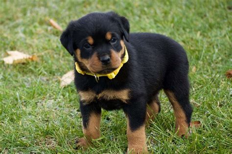 Are Rottweiler Puppies Born All Black