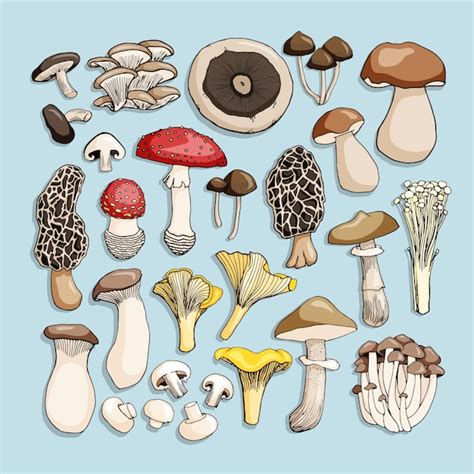 Premium Vector Hand Drawn Colorful Mushrooms Collection