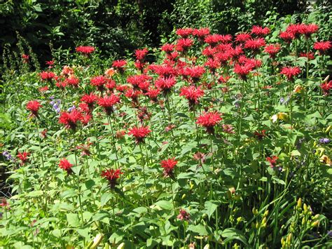 Bee Balm Amy Woodward Flickr