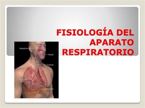 Sistema Respiratorio Anatomia Y Fisiologia Ppt Sistema Respiratorio