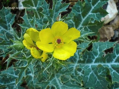 13 Plantas Medicinales De Uruguay Yuyos Para Esto Y Lo Otro Artofit