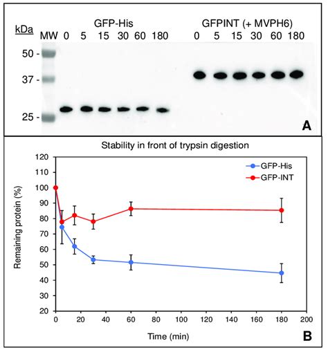 Trypsin Digestion Of GFP His And GFP INT Samples At The Indicated Time