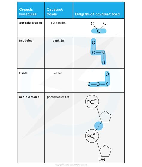 Aqa A Level Biology复习笔记112 Biological Molecules Reactions 翰林国际教育