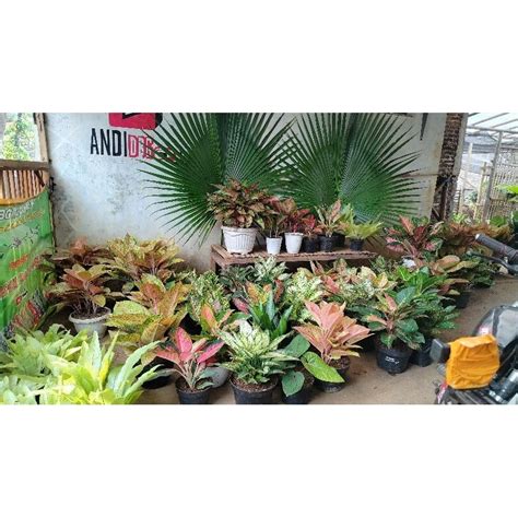 jual rumpun  satuan murah nota kg shopee indonesia