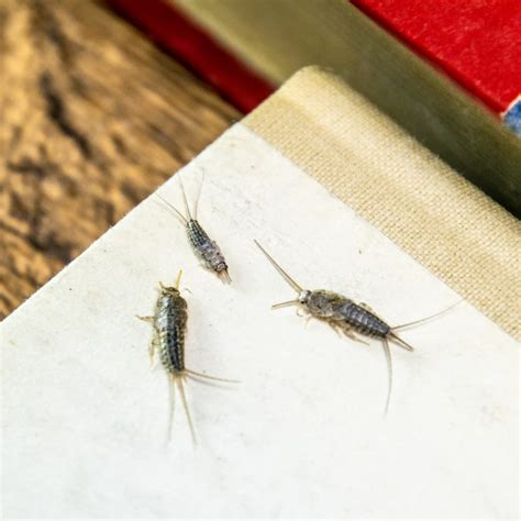 how to get rid of silver fish