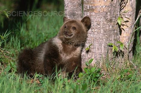 Photograph | Brown Bear Cub | Science Source Images