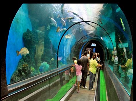 Phuket Aquarium - Family Fun - Phuket.Net