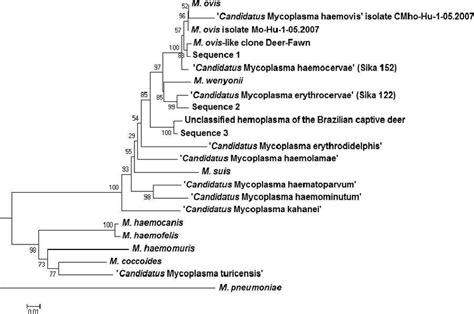 Phylogenetic Tree Based On The 16s Rrna Gene Sequences Showing The