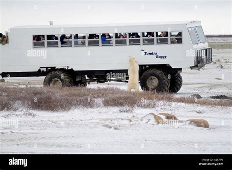 Curious Polar Bear Close Encounter As Bear Looks In To Tundra Buggy To