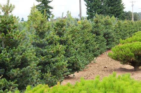 types  pine trees   great  home landscapes