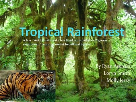 Ppt Tropical Rainforest Powerpoint Presentation Free Download Id